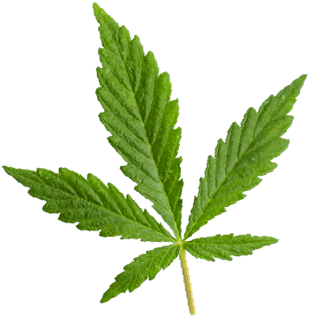 https://greenacresec.com/wp-content/uploads/2018/12/marijuana_leaf.png